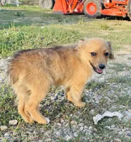 Barbie, a female Pembroke Welsh Corgi and Miniature Australian Shepherd for sale in Morehead, KY – Photo 10 of 10