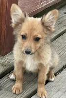 Barbie, a female Pembroke Welsh Corgi and Miniature Australian Shepherd for sale in Morehead, KY – Photo 2 of 10