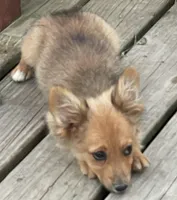 Barbie, a female Pembroke Welsh Corgi and Miniature Australian Shepherd for sale in Morehead, KY – Photo 4 of 10