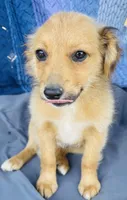 Barbie, a female Pembroke Welsh Corgi and Miniature Australian Shepherd for sale in Morehead, KY – Photo 3 of 10