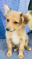 Barbie, a female Pembroke Welsh Corgi and Miniature Australian Shepherd for sale in Morehead, KY – Photo 5 of 10