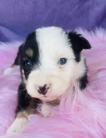Hazel, a female Miniature Australian Shepherd for sale in Morehead, KY – Photo 7 of 9