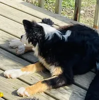 Hazel, a female Miniature Australian Shepherd for sale in Morehead, KY – Photo 3 of 9