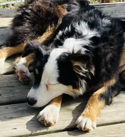 Hazel, a female Miniature Australian Shepherd for sale in Morehead, KY – Photo 5 of 9