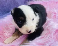 Hazel, a female Miniature Australian Shepherd for sale in Morehead, KY – Photo 8 of 9