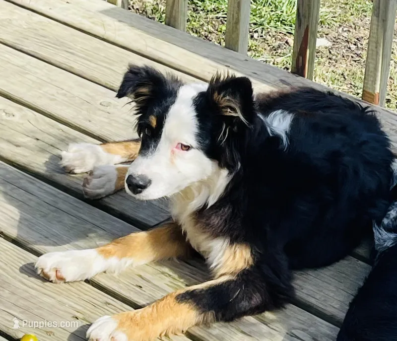 Hazel, a female Miniature Australian Shepherd for sale in Morehead, KY – Photo 1 of 9