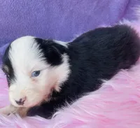 Hazel, a female Miniature Australian Shepherd for sale in Morehead, KY – Photo 9 of 9