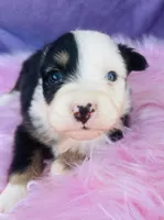 Hazel, a female Miniature Australian Shepherd for sale in Morehead, KY – Photo 6 of 9