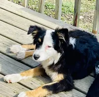 Hazel, a female Miniature Australian Shepherd for sale in Morehead, KY – Photo 2 of 9