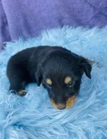 Rio, a male Miniature Australian Shepherd for sale in Morehead, KY – Photo 5 of 10