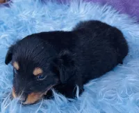 Rio, a male Miniature Australian Shepherd for sale in Morehead, KY – Photo 8 of 10