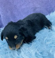 Rio, a male Miniature Australian Shepherd for sale in Morehead, KY – Photo 2 of 10