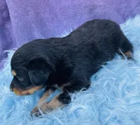 Rio, a male Miniature Australian Shepherd for sale in Morehead, KY – Photo 4 of 10