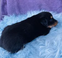 Rio, a male Miniature Australian Shepherd for sale in Morehead, KY – Photo 9 of 10