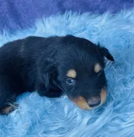 Rio, a male Miniature Australian Shepherd for sale in Morehead, KY – Photo 10 of 10