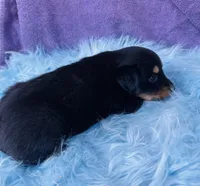 Rio, a male Miniature Australian Shepherd for sale in Morehead, KY – Photo 6 of 10