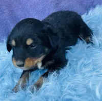 Rio, a male Miniature Australian Shepherd for sale in Morehead, KY – Photo 7 of 10