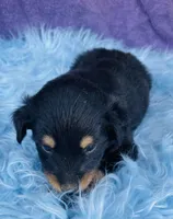 Rio, a male Miniature Australian Shepherd for sale in Morehead, KY – Photo 3 of 10