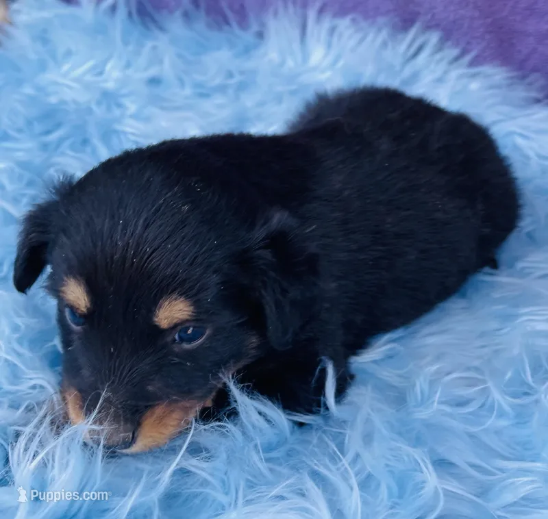 Rio, a male Miniature Australian Shepherd for sale in Morehead, KY – Photo 1 of 10