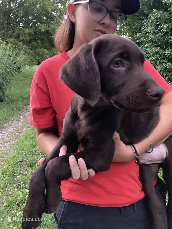 Orange collar – Labrador Retriever puppy for sale in Union, KY