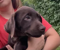 Green collar, a male Labrador Retriever for sale in Union, KY – 1 of 6