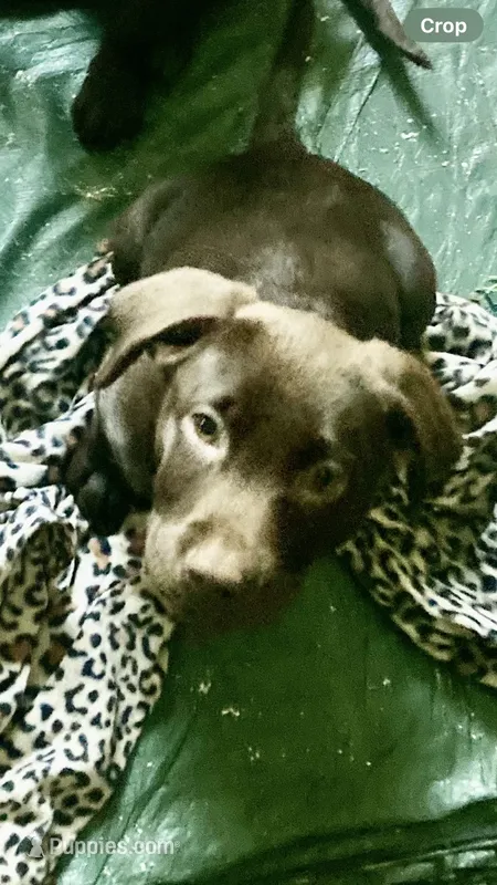 Pink Collar – Labrador Retriever puppy for sale in Union, KY
