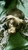 Pink Collar, a female Labrador Retriever for sale in Union, KY – 1 of 1