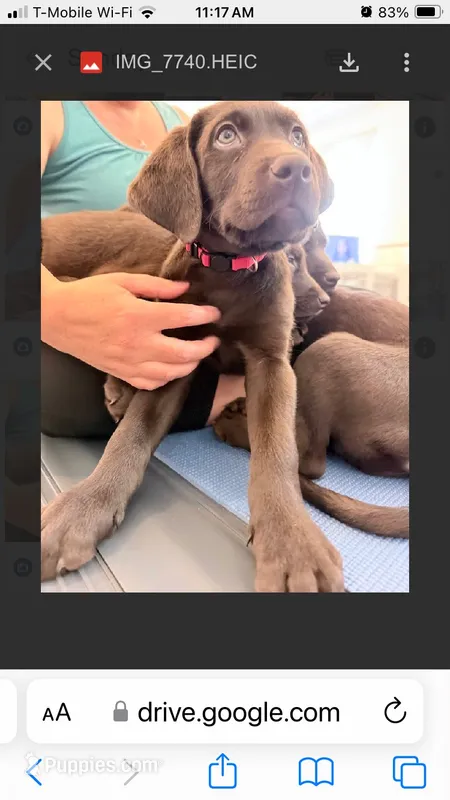 Red collar – Labrador Retriever puppy for sale in Union, KY