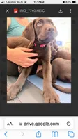 Red collar, a male Labrador Retriever for sale in Union, KY – 1 of 4