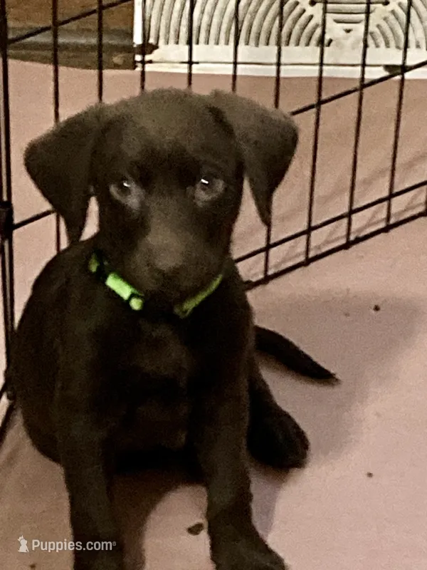 Light Green Collar  – Labrador Retriever puppy for sale in Union, KY