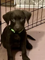Light Green Collar , a male Labrador Retriever for sale in Union, KY – 1 of 2