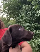 Green collar, a male Labrador Retriever for sale in Union, KY – 2 of 6