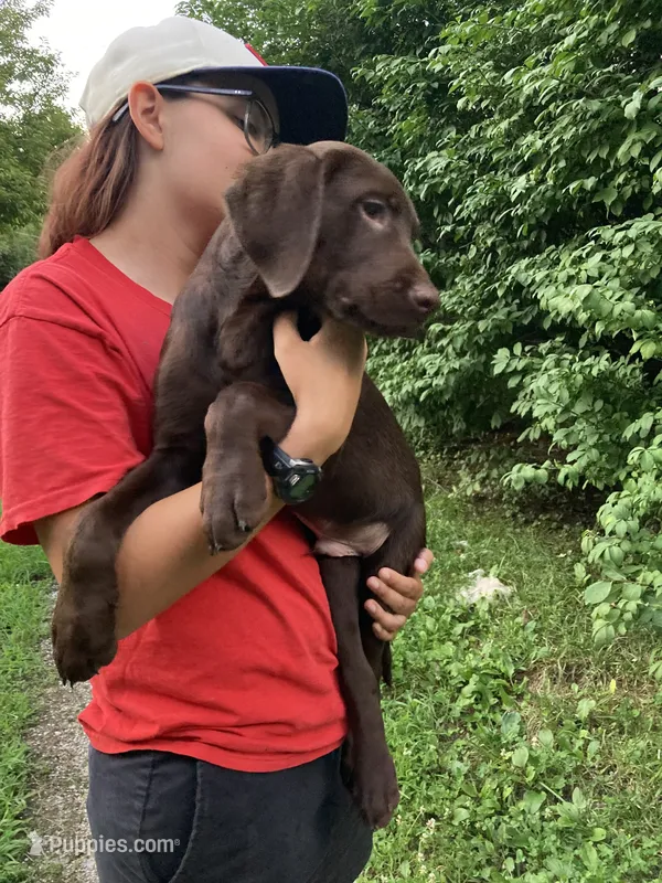 Black Collar – Labrador Retriever puppy for sale in Union, KY