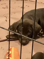 Green collar, a male Labrador Retriever for sale in Union, KY – 2 of 2