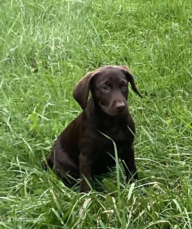 Pink Collar – Labrador Retriever puppy for sale in Union, KY