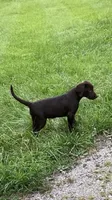 Green collar, a male Labrador Retriever for sale in Union, KY – 4 of 6