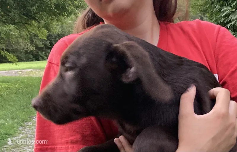 Green collar – Labrador Retriever puppy for sale in Union, KY