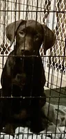 Green collar, a male Labrador Retriever for sale in Union, KY – 6 of 6
