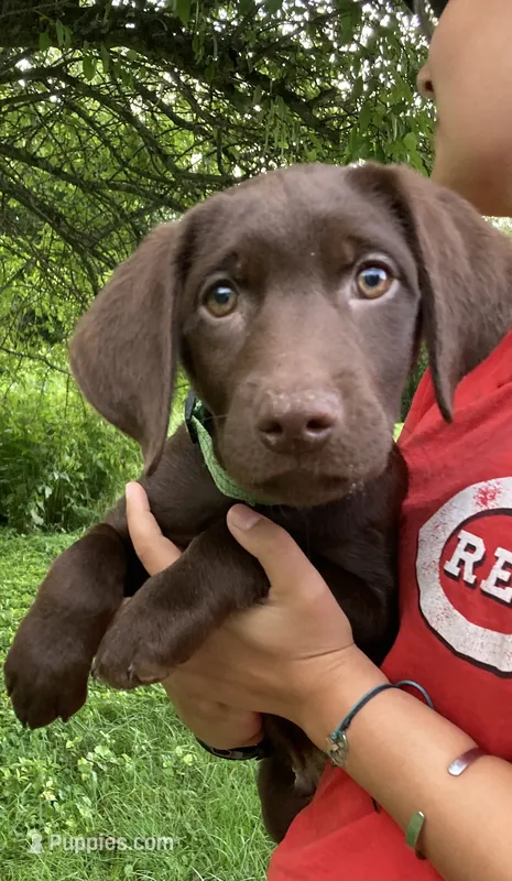 Light Green Collar  – Labrador Retriever puppy for sale in Union, KY