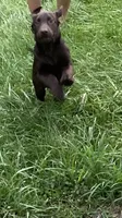Green collar, a male Labrador Retriever for sale in Union, KY – 3 of 6