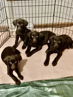 Light Green Collar , a male Labrador Retriever for sale in Union, KY – 2 of 2