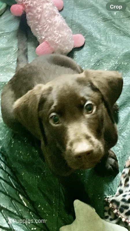 Black Collar – Labrador Retriever puppy for sale in Union, KY