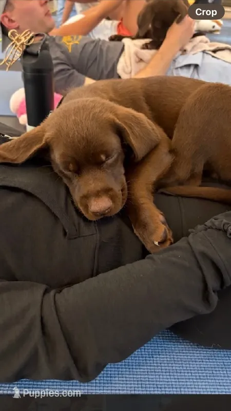 Purple collar – Labrador Retriever puppy for sale in Union, KY