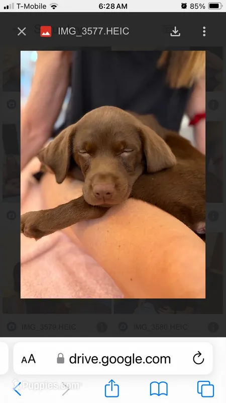 Green collar – Labrador Retriever puppy for sale in Union, KY
