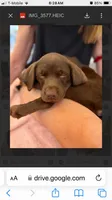Green collar, a male Labrador Retriever for sale in Union, KY – 1 of 2