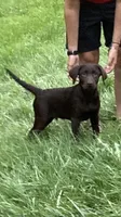 Green collar, a male Labrador Retriever for sale in Union, KY – 5 of 6