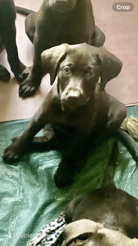 Orange collar – Labrador Retriever puppy for sale in Union, KY