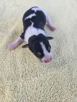 River Rat Female 1, a female Rat Terrier for sale in Boonville, NC – 2 of 3