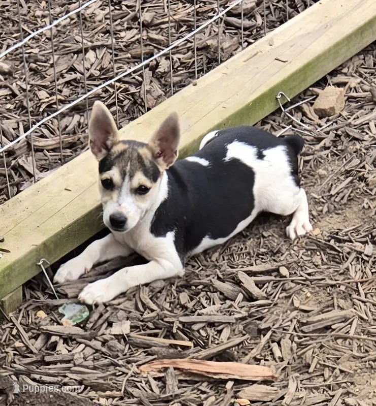 River Rat Female 1 – Rat Terrier puppy for sale in Boonville, NC