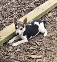 River Rat Female , a female Rat Terrier for sale in Boonville, NC – 1 of 5